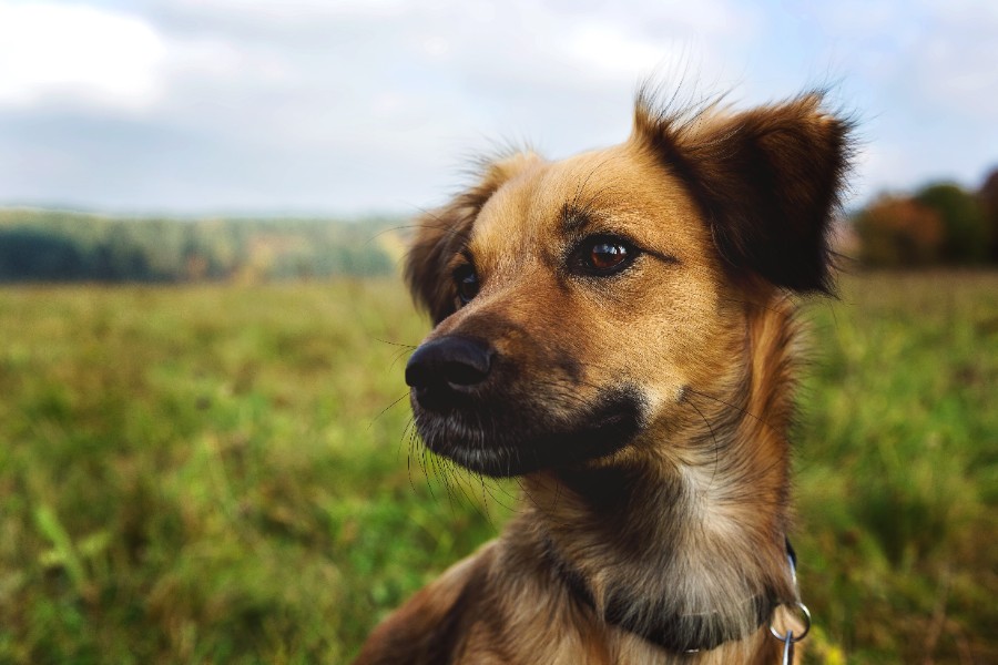 Choisir le Bon Centre de Formation Éducateur Canin